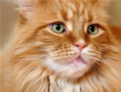 Cat Flower | MyPetBnb