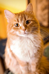 Cat Flower | MyPetBnb