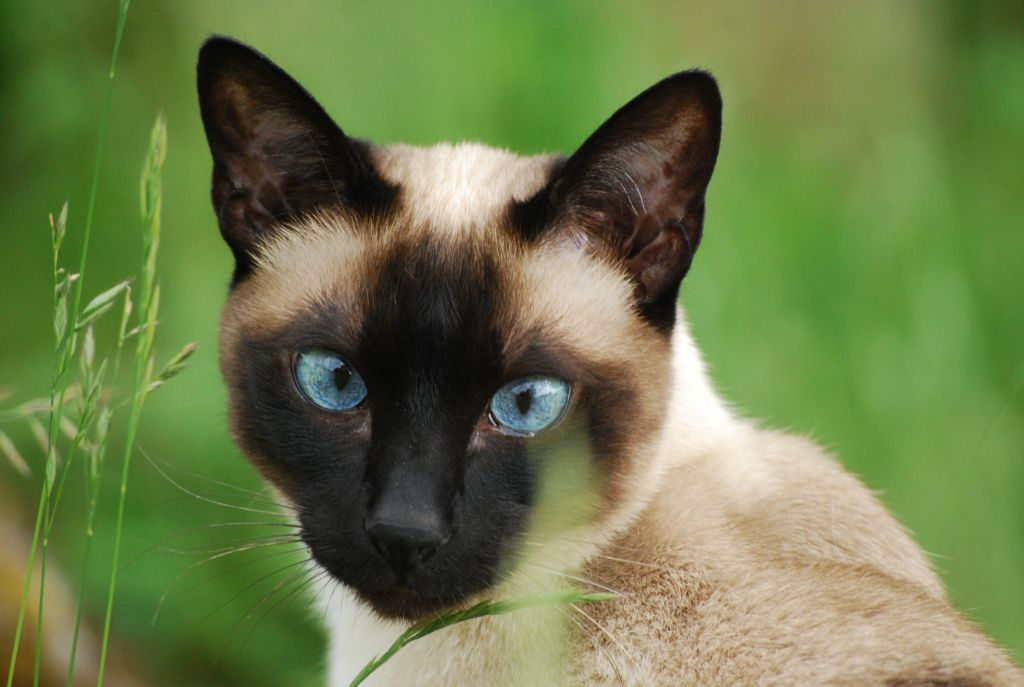 Фотографии кошек породы сиамских кошек. Сиамская кошка. Тайская кошка и Сиамская кошка. Сиамский Сноу-Шу. Тайская кошка тэбби поинт.